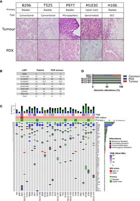 Integrated molecular and pharmacological characterization of patient-derived xenografts from bladder and ureteral cancers identifies new potential therapies